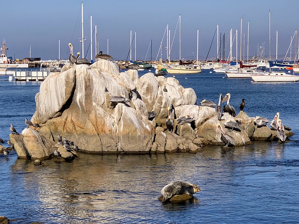 Pelicans and yachts off the coast of Monterey, CA by Dr. Gregory Charlop