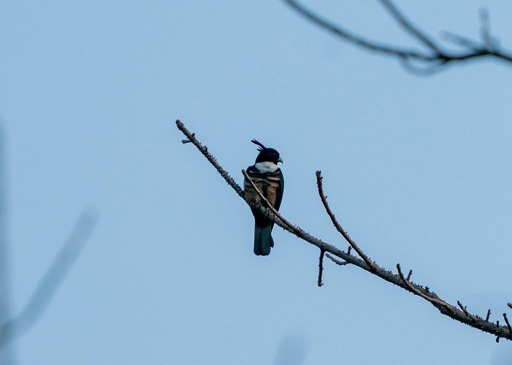 Black Baza on a dry branch