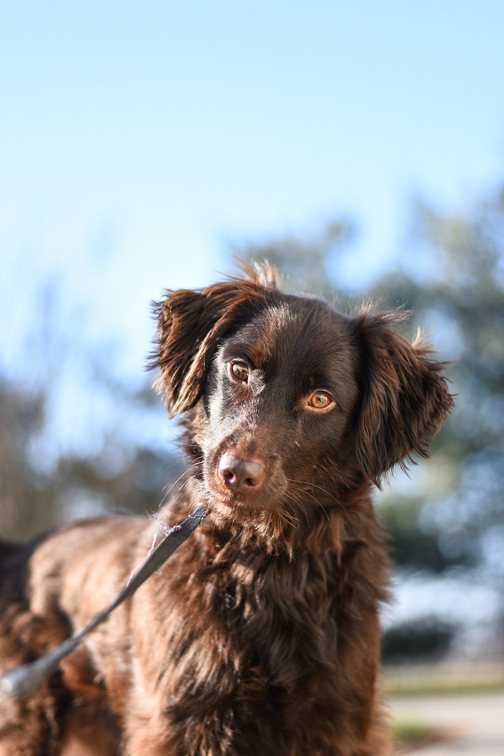 A brown, medium length coat dog with their head cocked to the side. They look young and have an inquisitive look in their eyes.