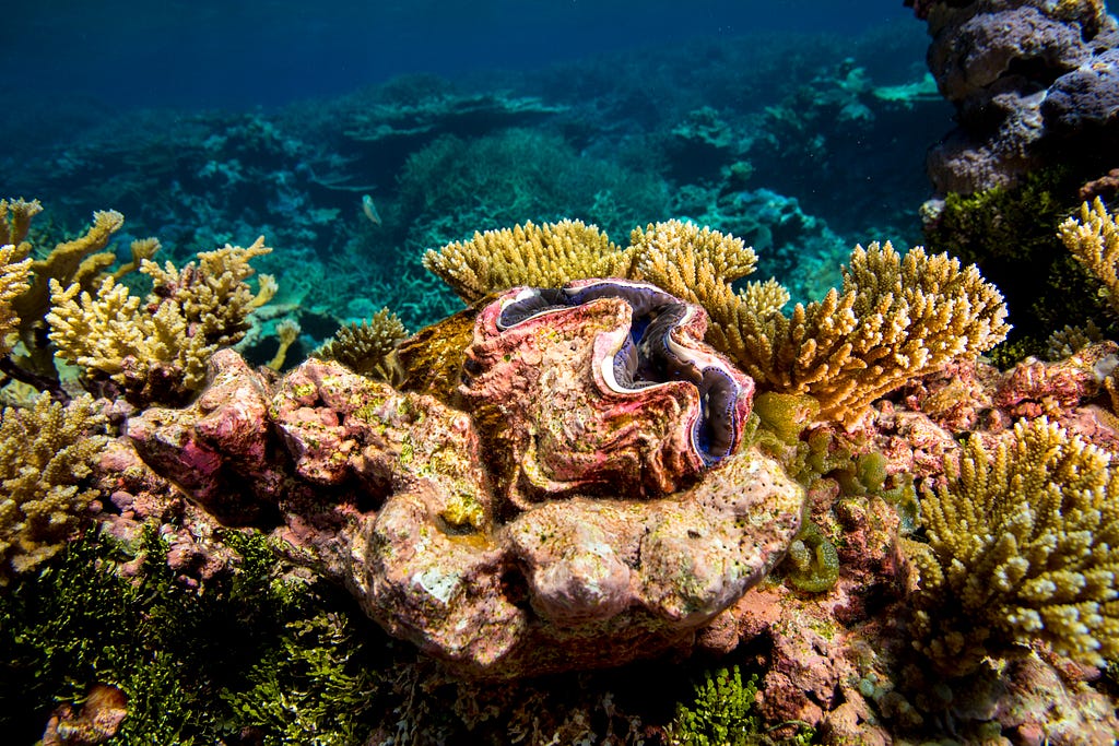 Multi-colored corals and a giant clam in bright blue, shallow water at Palmyra Atoll.