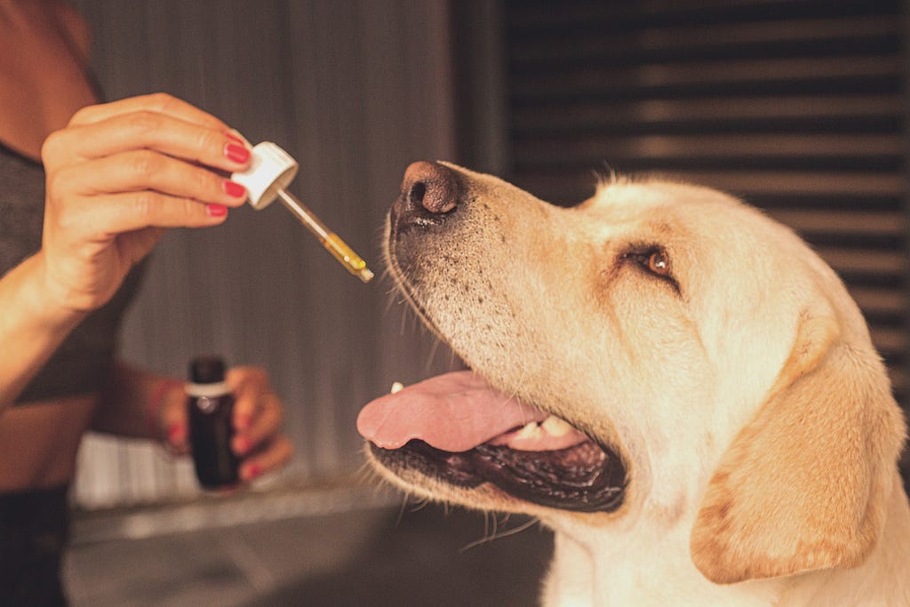 Dog getting CBD oil from pipette