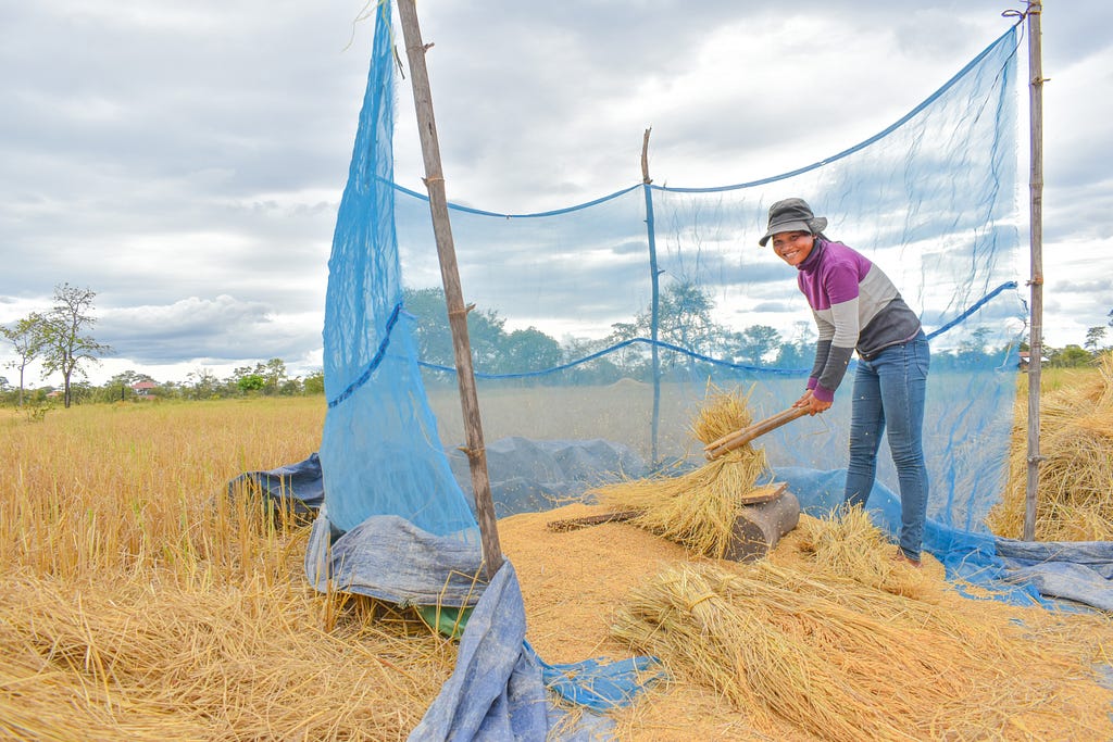A woman works in a rice field.