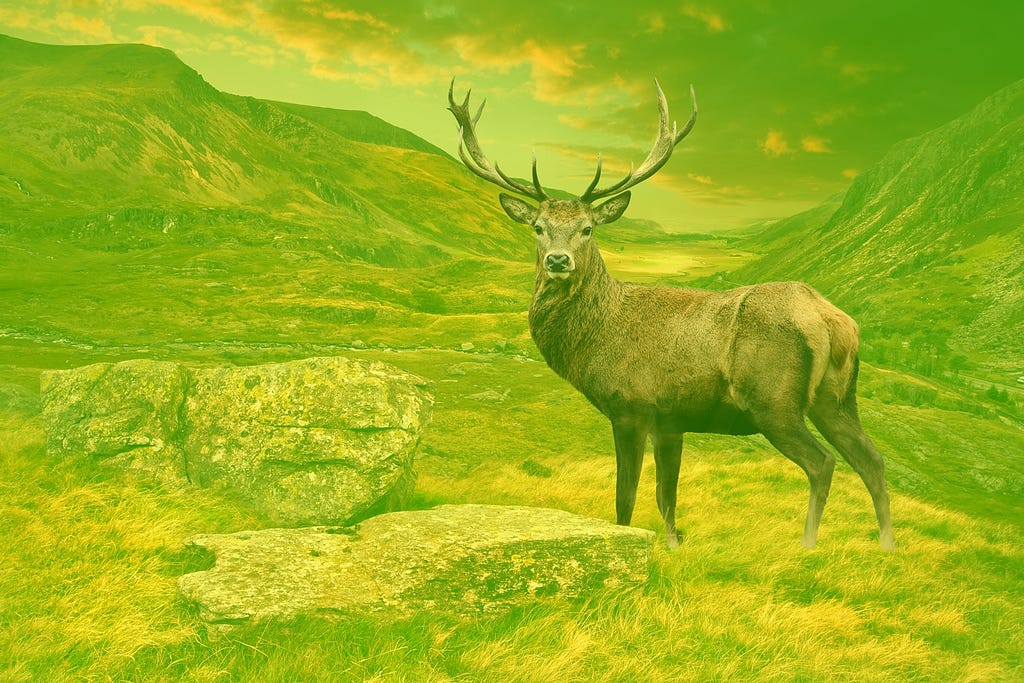 Majestic stag standing in the Scottish Highlands.