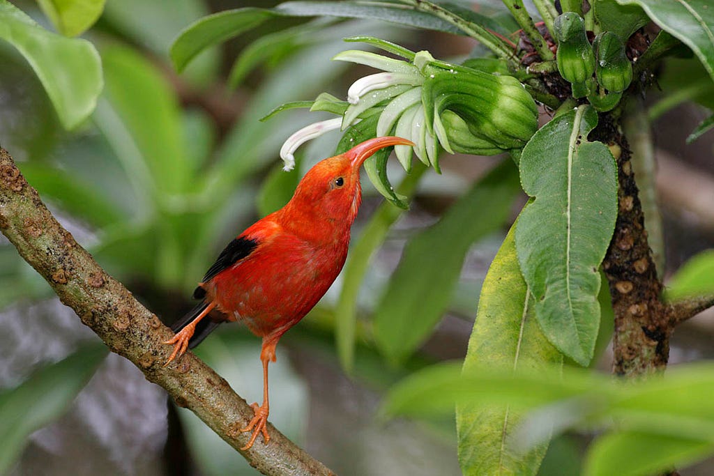 Red ʻiʻiwi bird perched on ʻōhāwai plant, about to sip nectar from the flower.