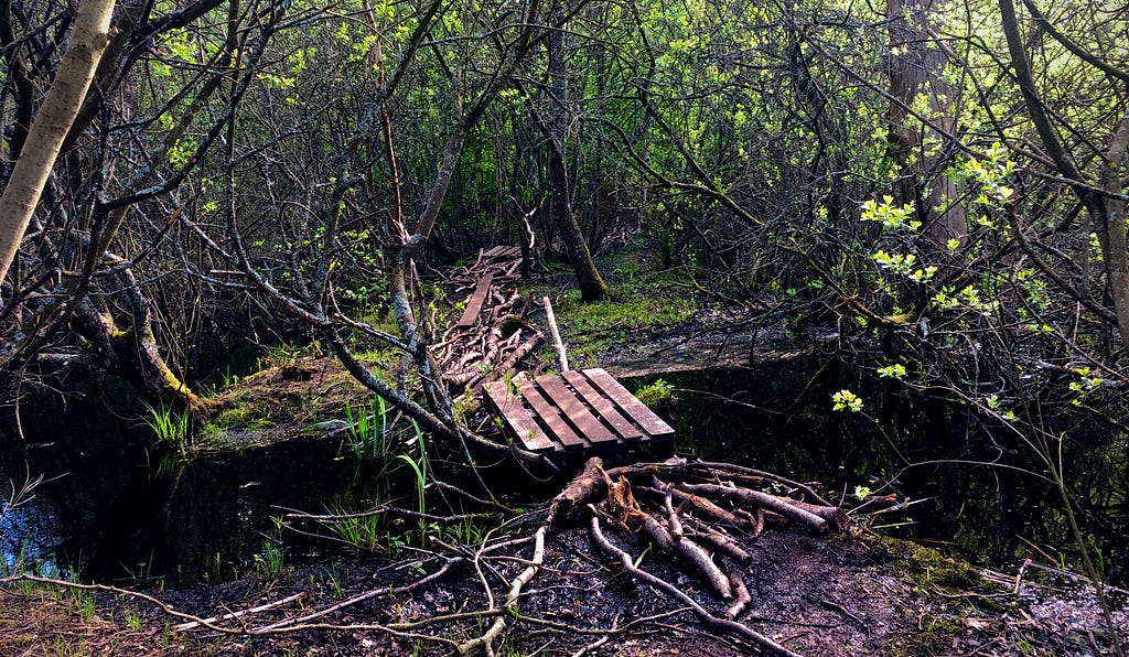 Bridge in a forest over a tiny river. The bridge is build from stacked branches and looks unsafe.