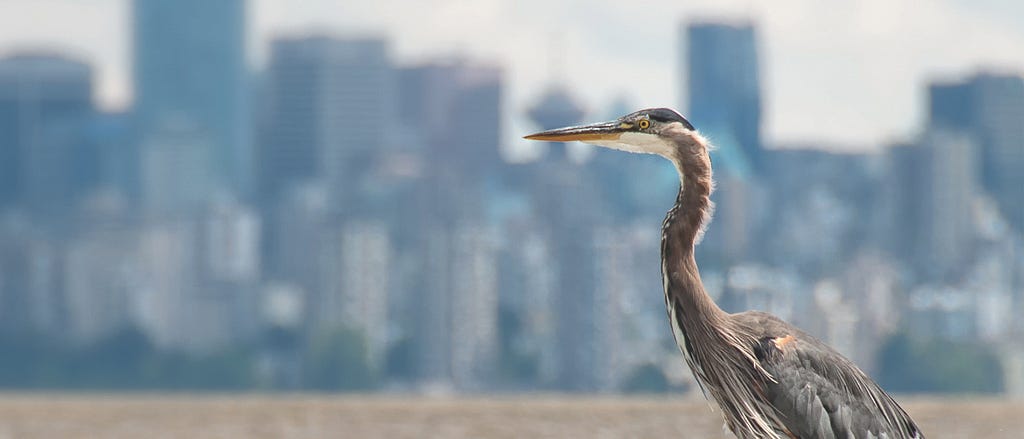 A great blue heron stands in the mud flats of English Bay, with the brown water of the bay and the glass towers of the downtown Vancouver skyline in the background.