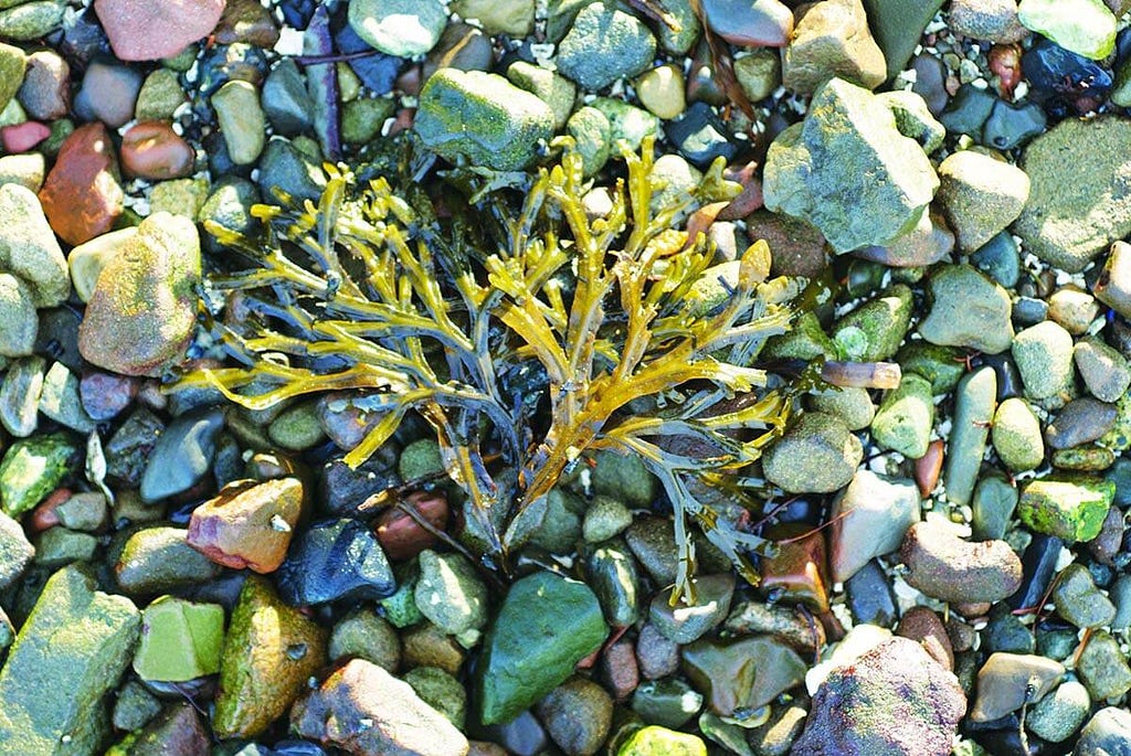 Seaweed on beach rock.