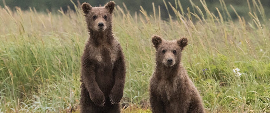 Two young bear cubs look directly at the camera, their cute ears perked.