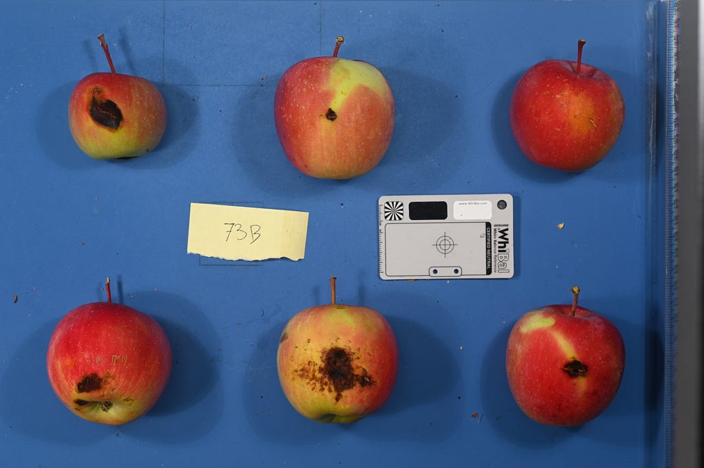Two rows of three apples sit on a blue screen. The applies display brown spots which are caused by sun damage.