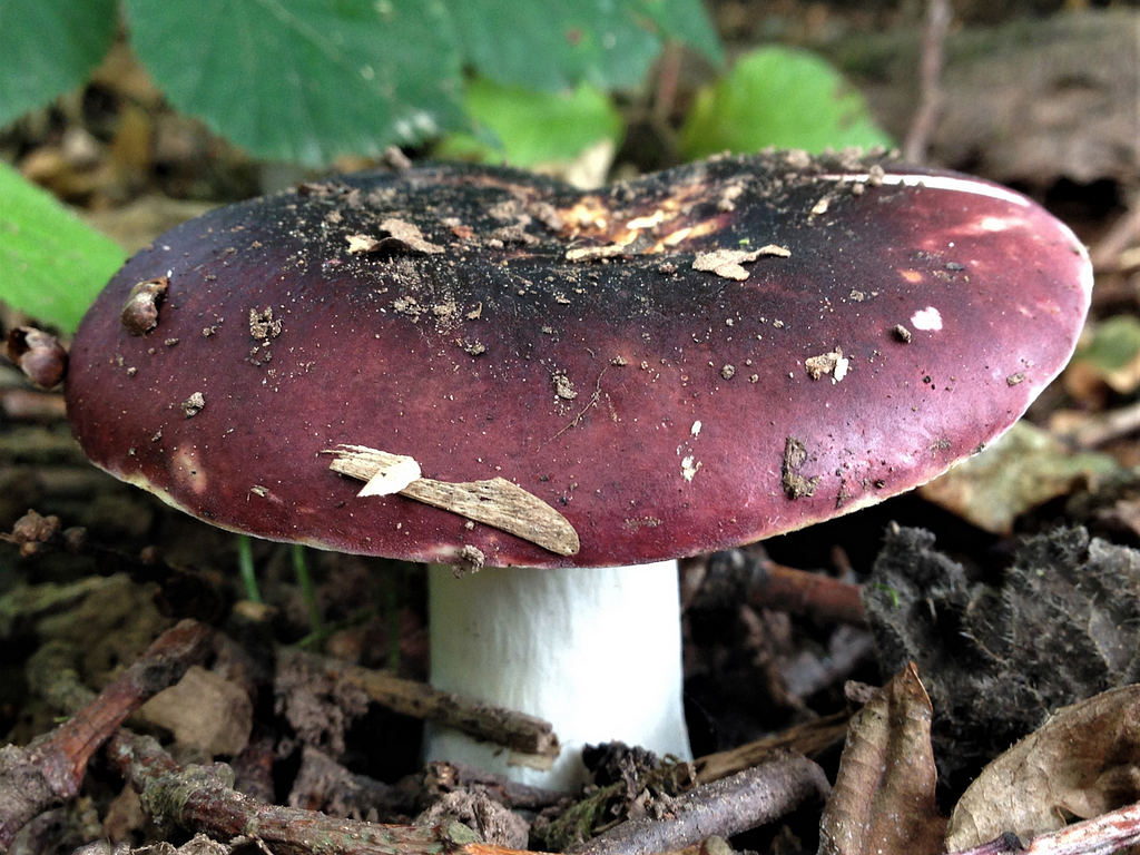 real life blackish purple russula which is represented in assassins creed valhalla