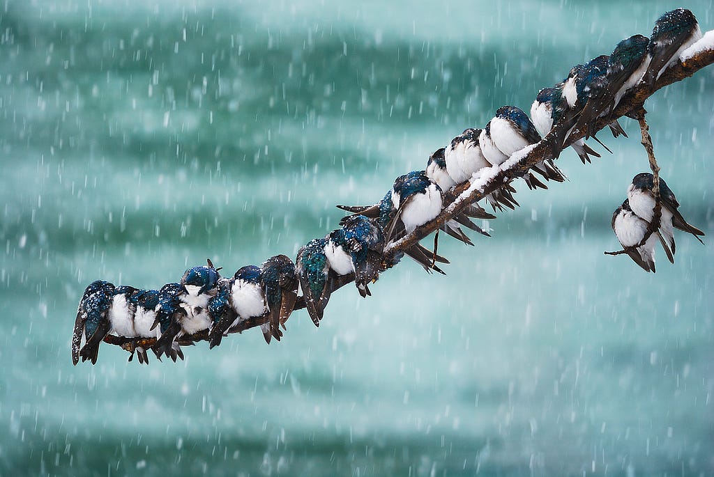 20 or so blue and white birds huddle on a branch in snow; 2 on offshoot