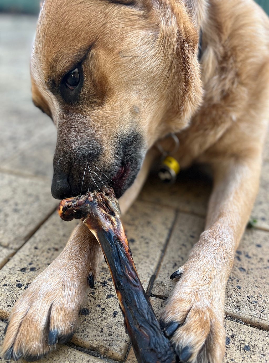 Chilli eating a dried kangaroo bone