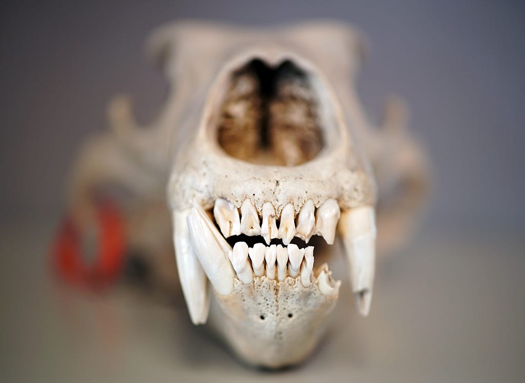 front view of a polar bear skull