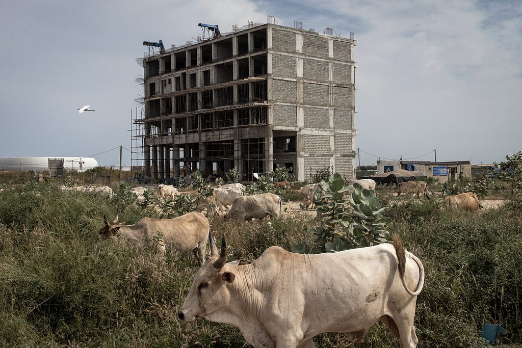 A six-story building appears to be under construction surrounded by a herd of cows in a field of low bushes.