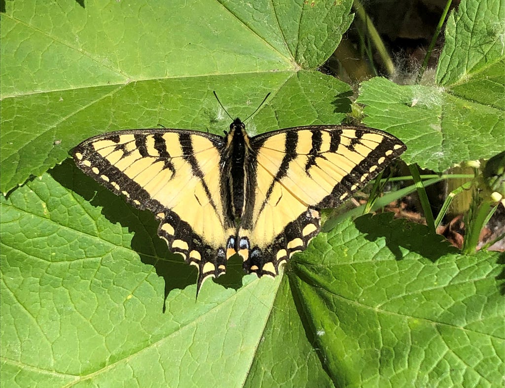 A large, yellow Canadian tiger swallowtail sits on a leaf.