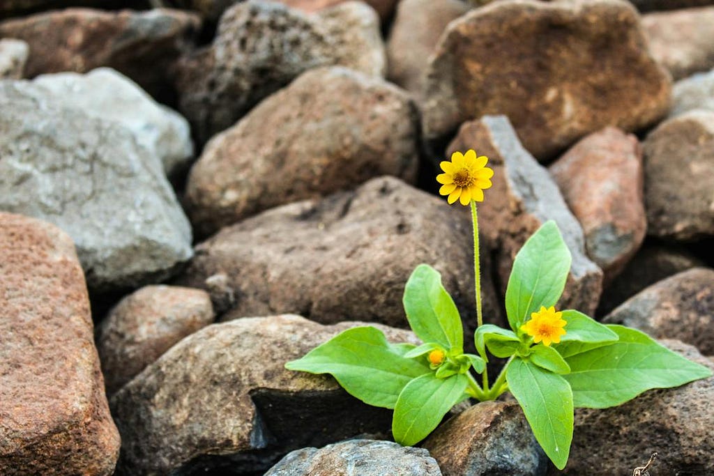 Two yellow flowers with leaves on sea rocks