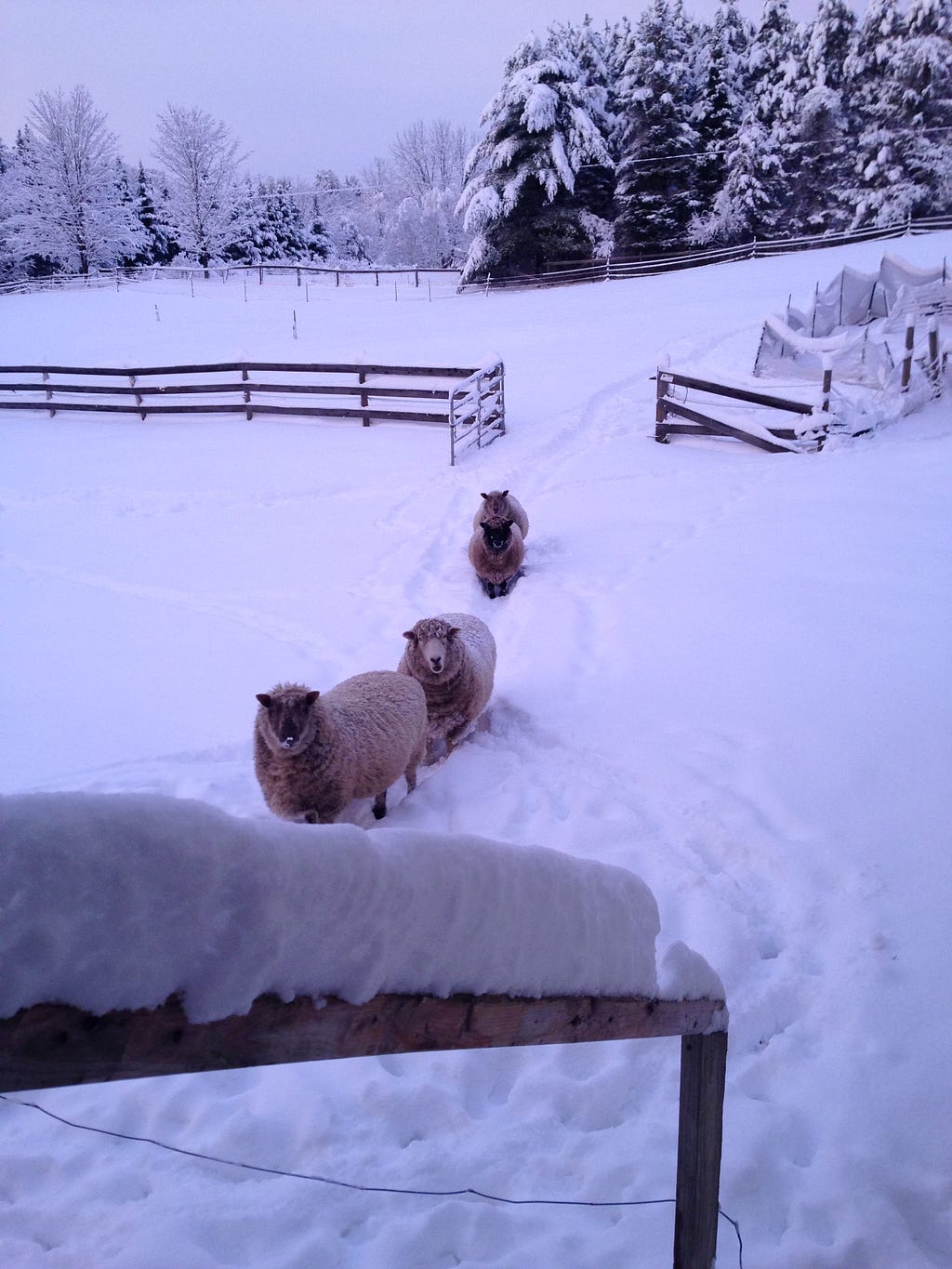 Four sheep walking in a line through snow leaving a trail behind them. They have come from the barn and are waiting by the porch.