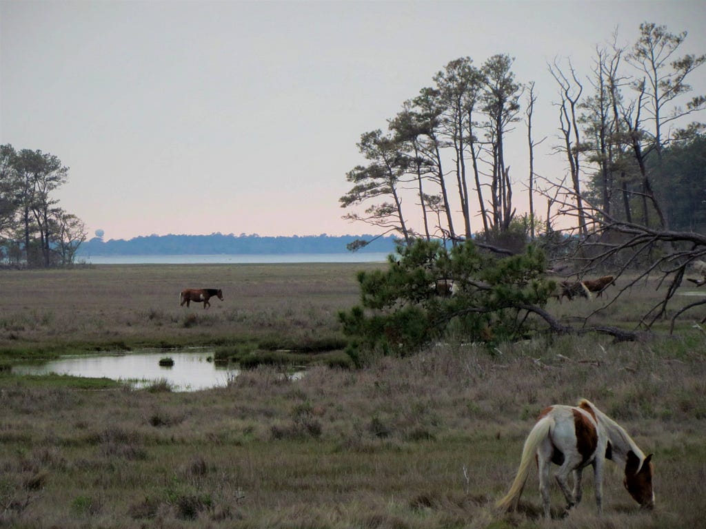 Chincoteague ponies in a wetland area of the refuge. Photo Credit: Chelsi Burns, USFWS.