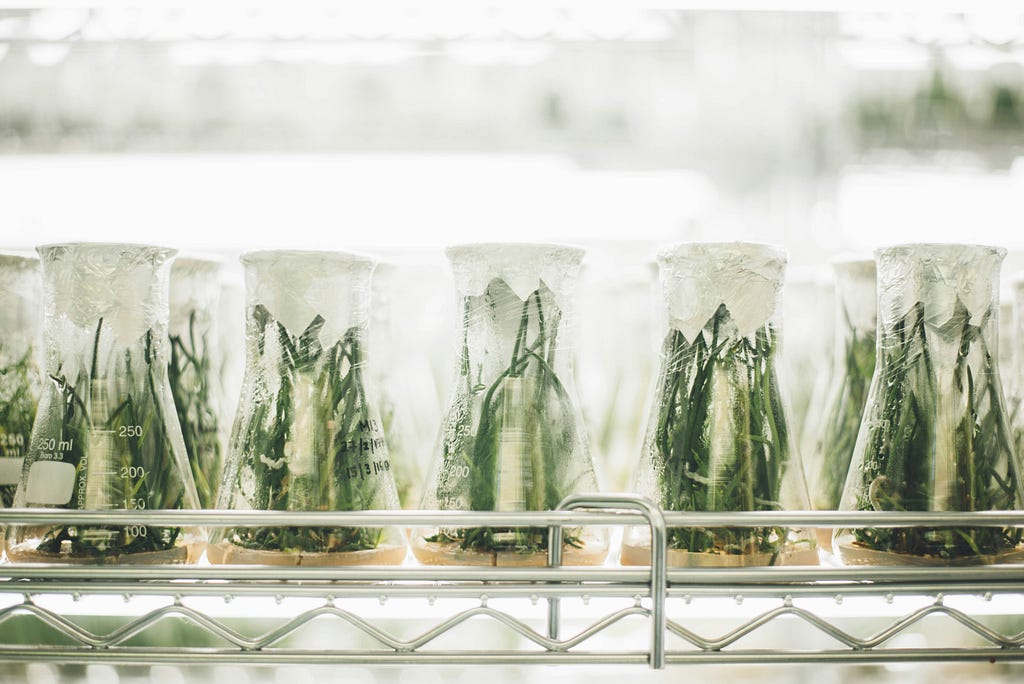 Image of plants being grown in a laboratory setting
