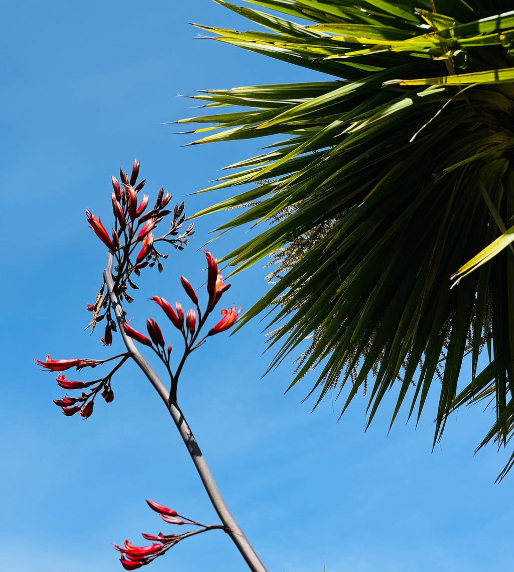 Stalk of Harakeke with red flower in full bloom next to a Tī kōuka tree