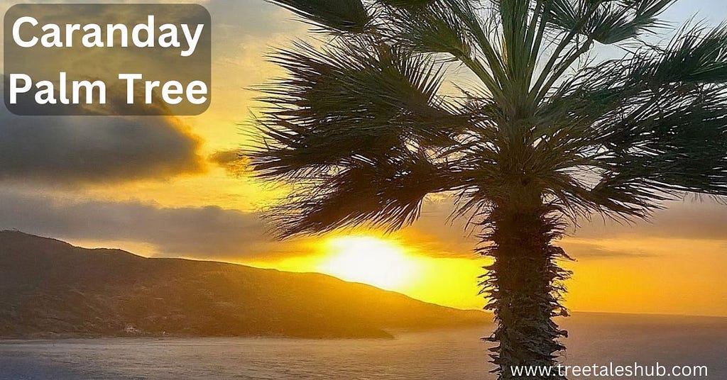 Discover the Caranday Palm Tree benefits, uses, and care tips