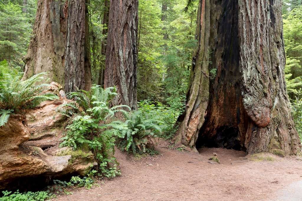 world’s tallest tree coast redwood