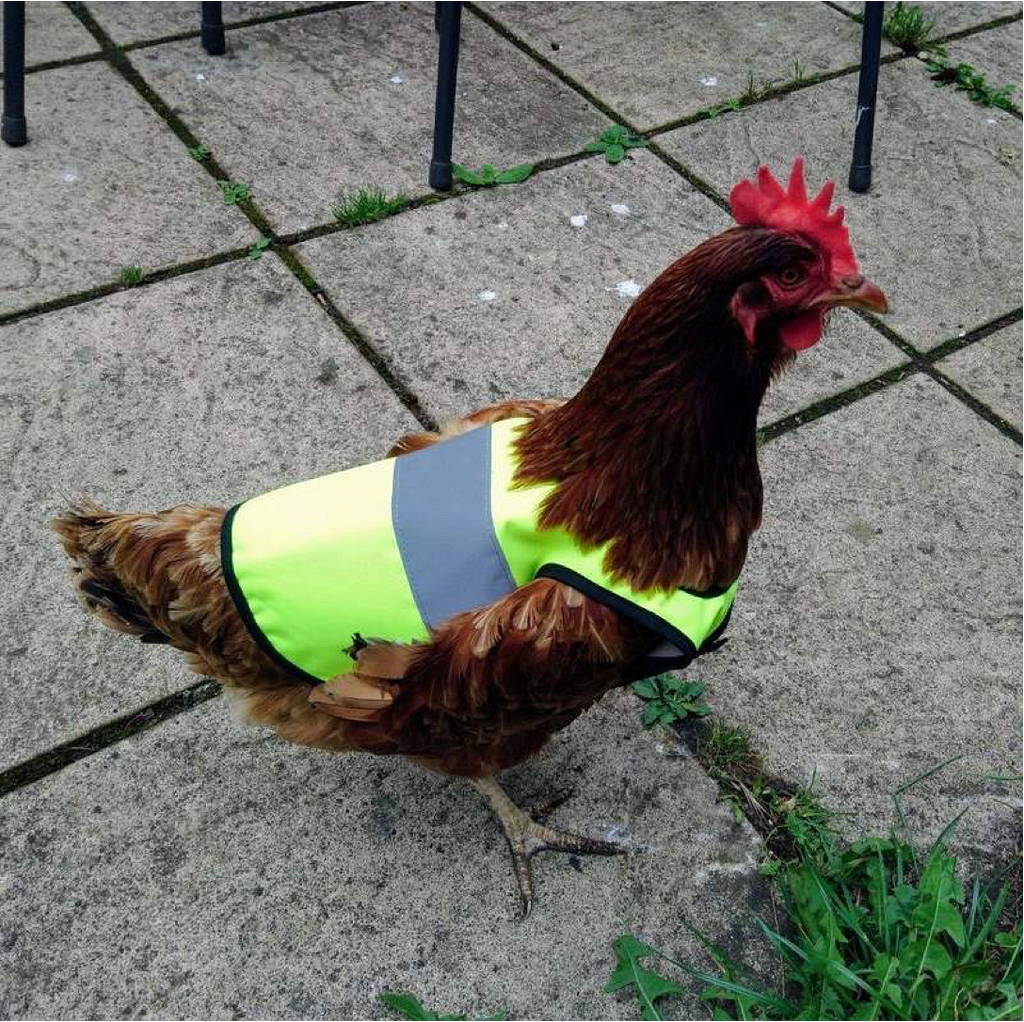 A chicken in a high vis jacket