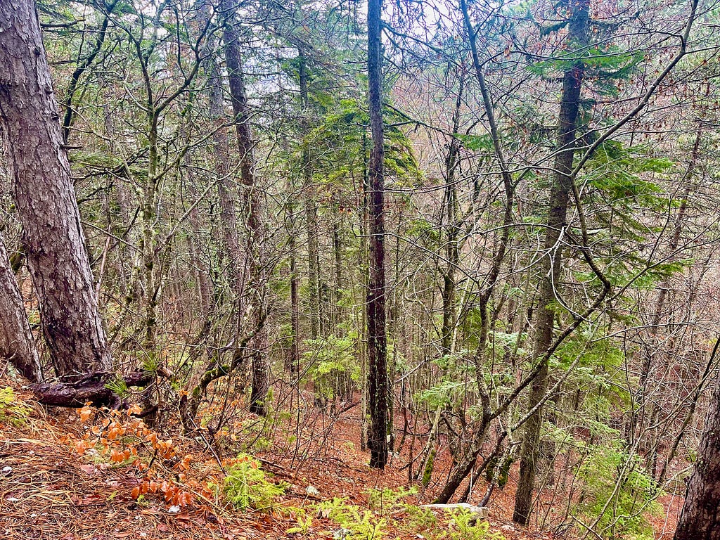 The mountain and the trees are expecting spring.