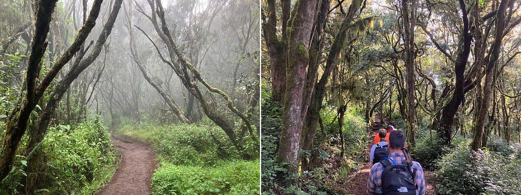 Two side-by-side images showing a path through the rainforest of Mount Kilimanjaro, with the image on the left taken in the fog and the image on the right taken on a sunny morning with people on the trail under moss-draped tree branches.