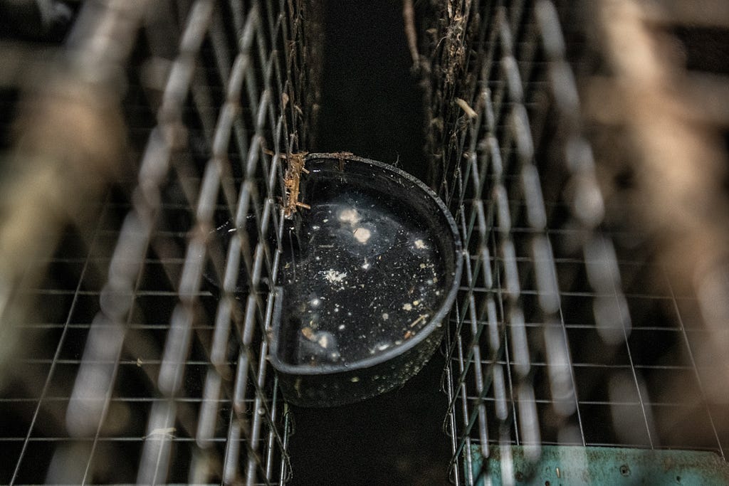 A water bowl containing floating debris sits affixed between two mink cages at a fur farm in Quebec. Canada, 2022. We Animals Media