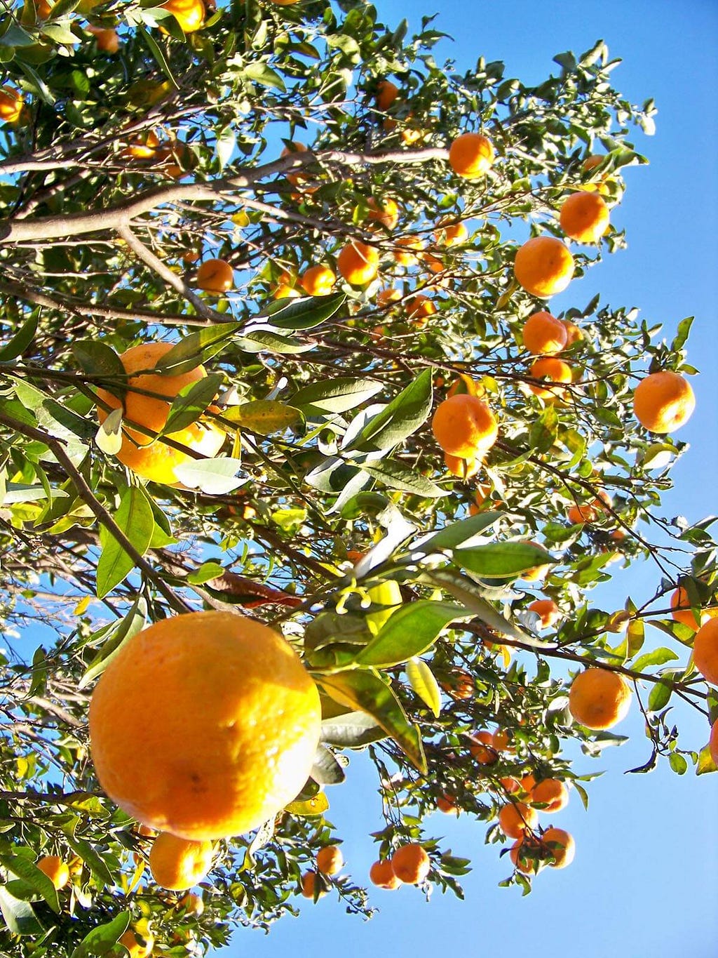 The Indian wild orange, Citrus indica.