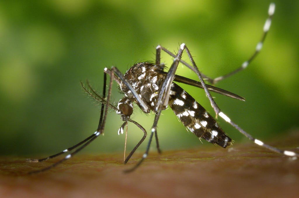 Asian tiger mosquito (Aedes albopictus) puncturing skin