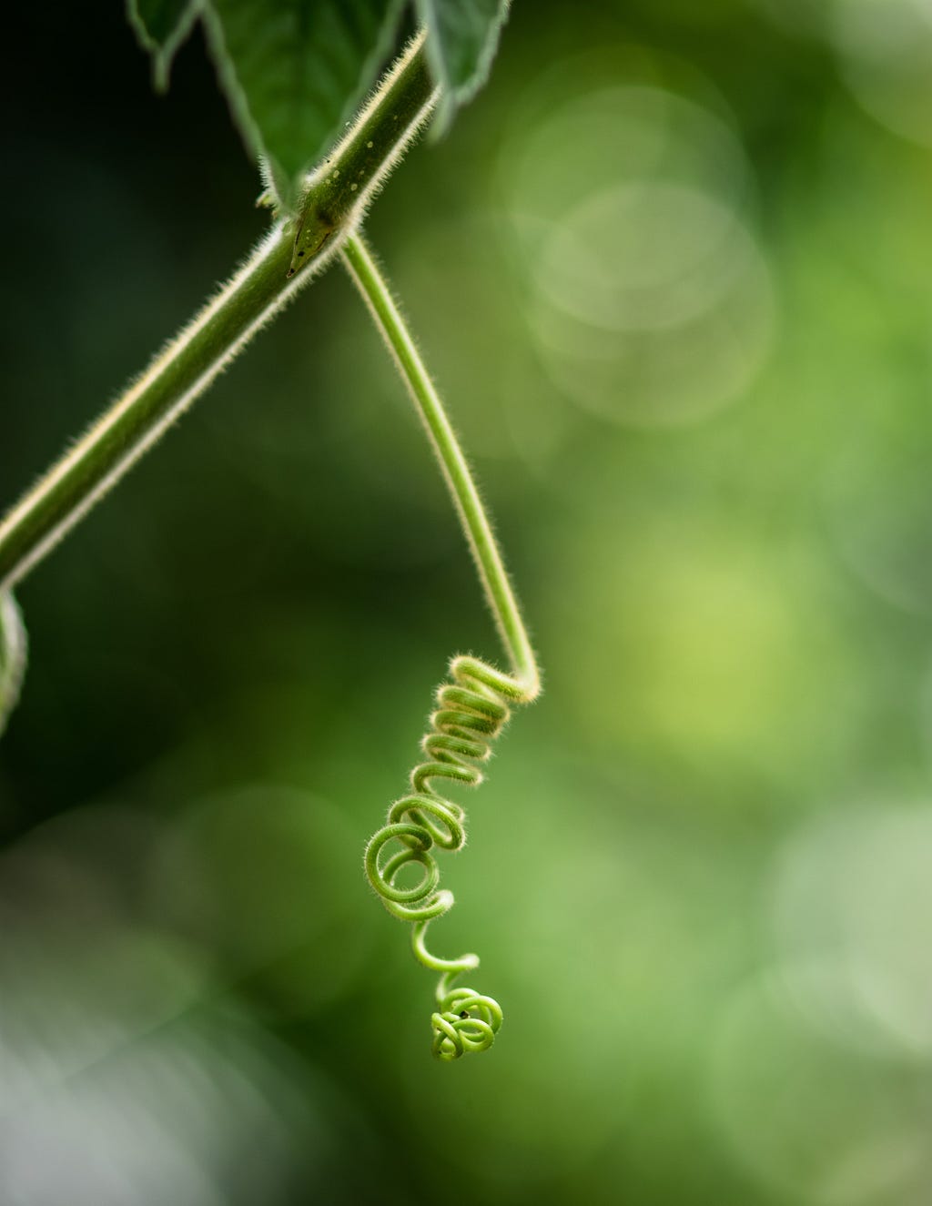 Um raminho de uma planta bem verdinha que desce espiralando em primeiro plano, desfocado no fundo.