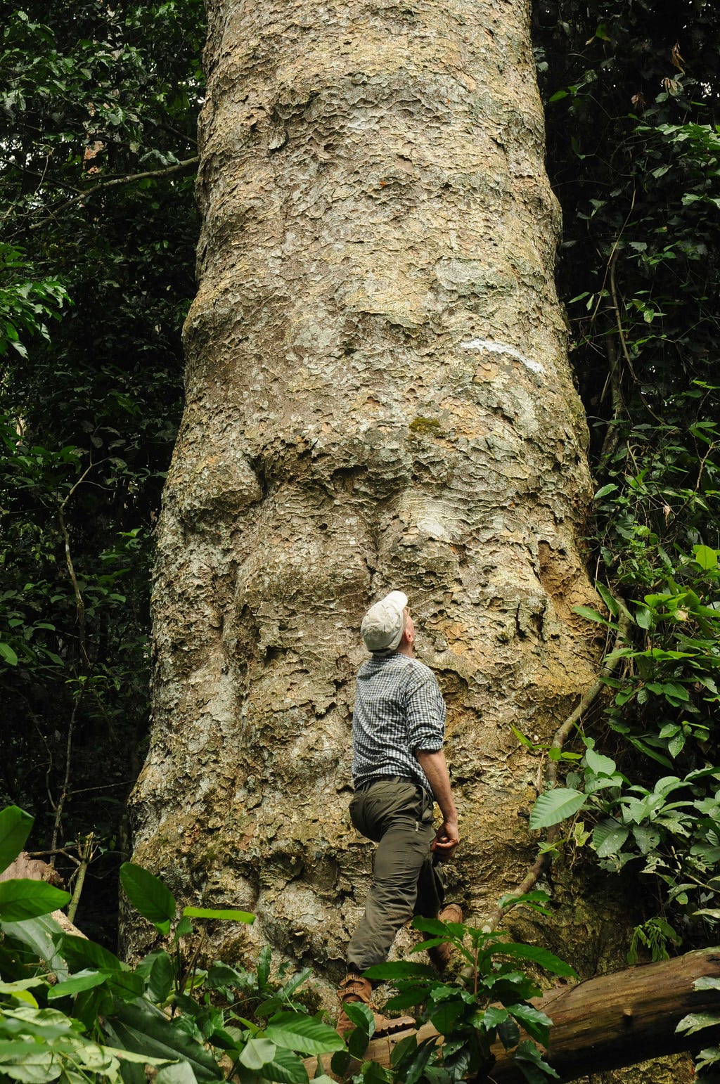 A man is dwarfed by a very tall and wide tree, the trunk of which has a very knobby appearance.