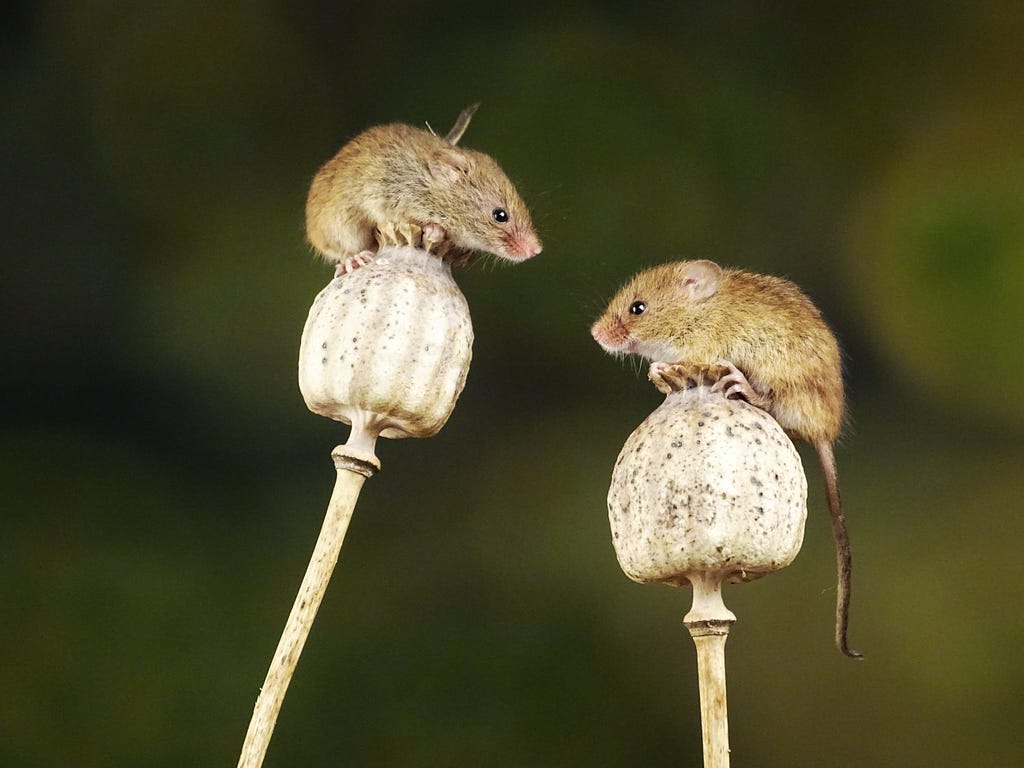two mice, each balancing on a plant