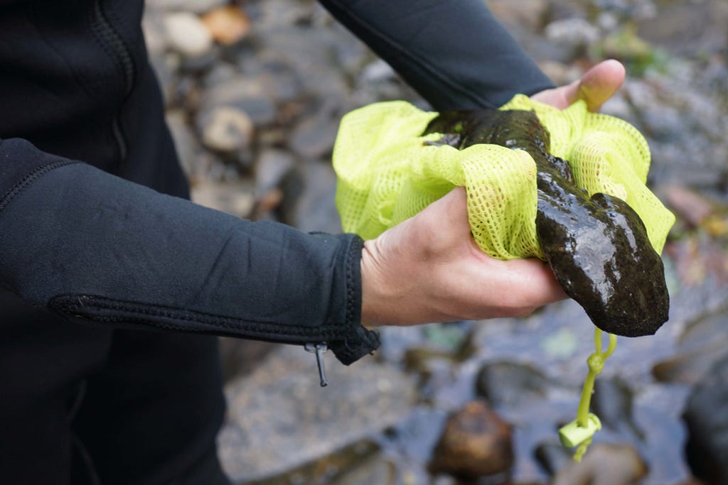 a biologist carefully holds a hellbender with two hands and fabric