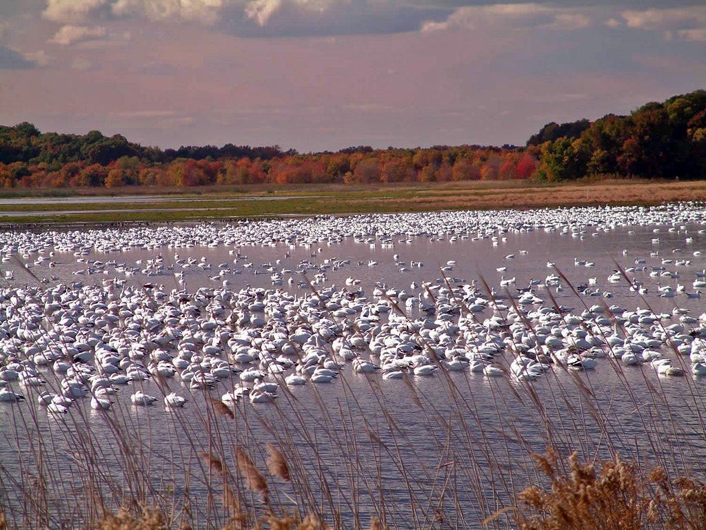 A flock of snow geese float in the shallow waters with fall foliage in the background.