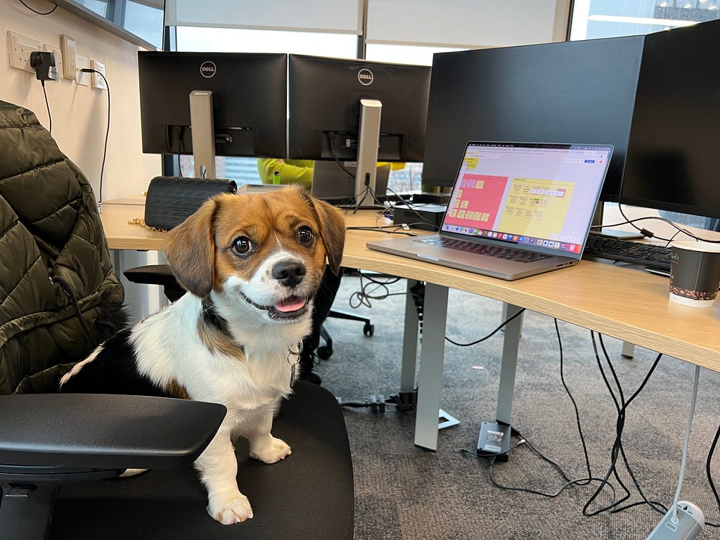 A mixed breed dog, sitting and smiling on a computer chair at a desk with a laptop and other equipment.