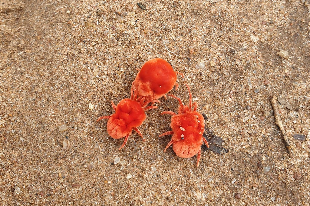 Three red mites on a buff-colored sandy soil