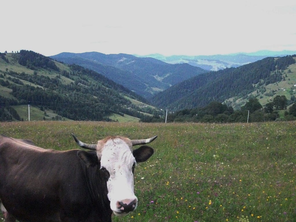 Cow in the Carpathian mountains, Ukraine, 2013.