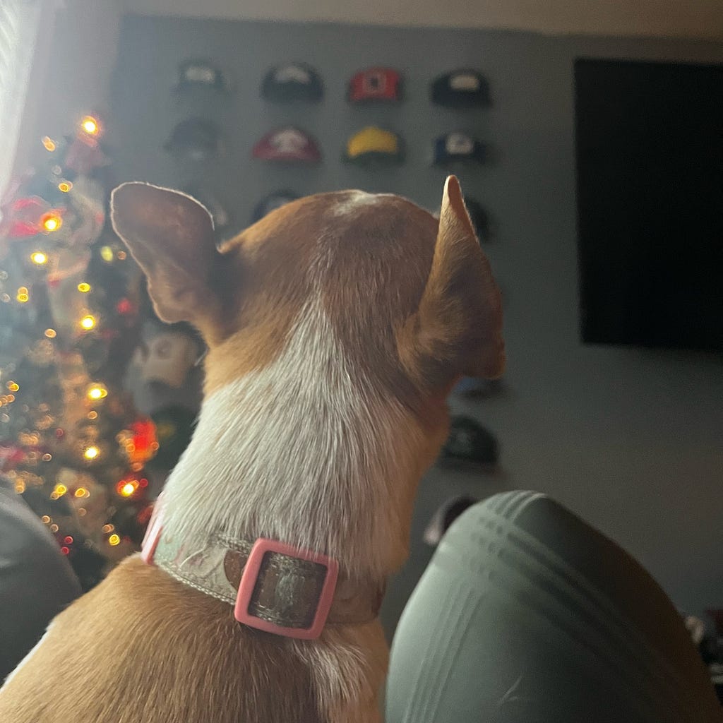 Photo of back of dog and Christmas tree