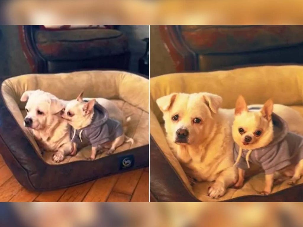 Sweet Moment of a Chihuahua Comforting 17-Year-Old Brother — Chihuacorner.com