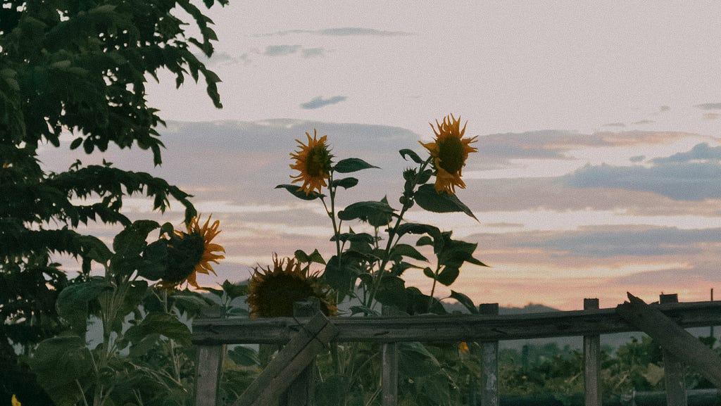 Sunsets and sunflowers.