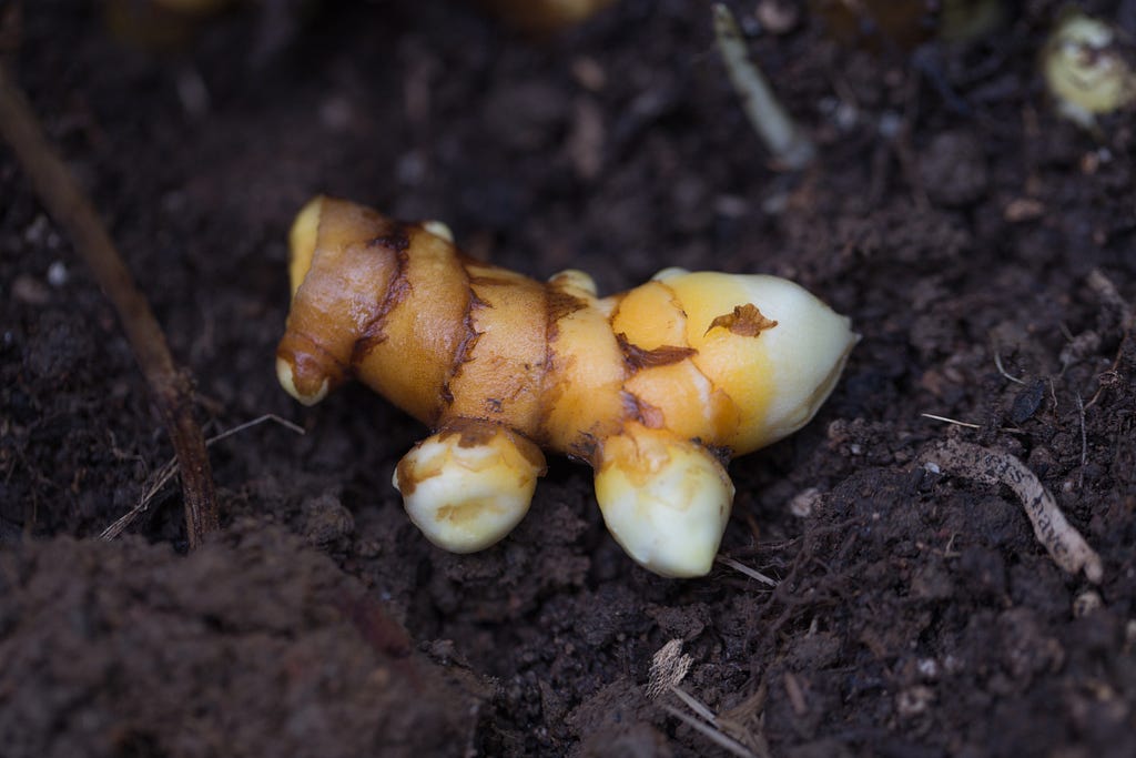 Hawaiian turmeric rhizome on the dirt.