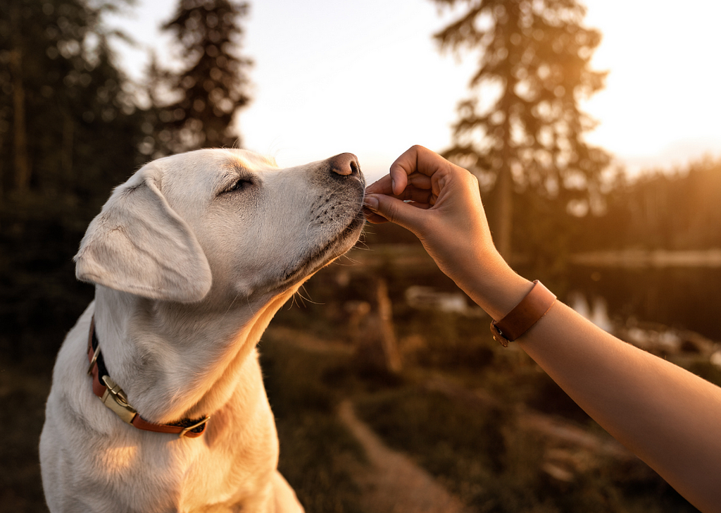 How Long Can A Dog Go Without Eating