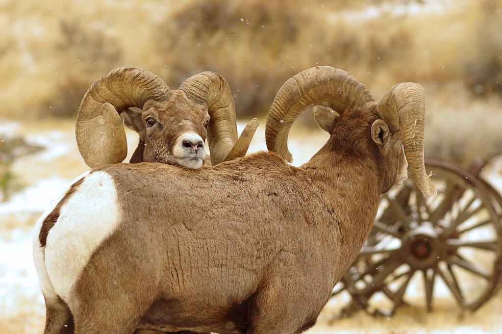 male bighorn sheep resting head on the back of another male bighorn sheep