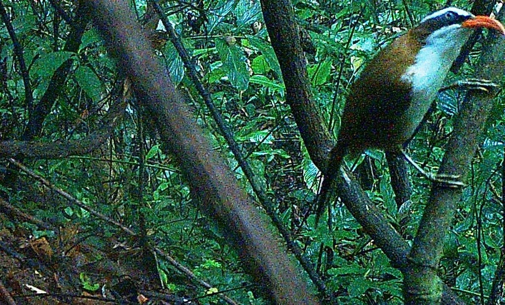 coral billed schimata babber