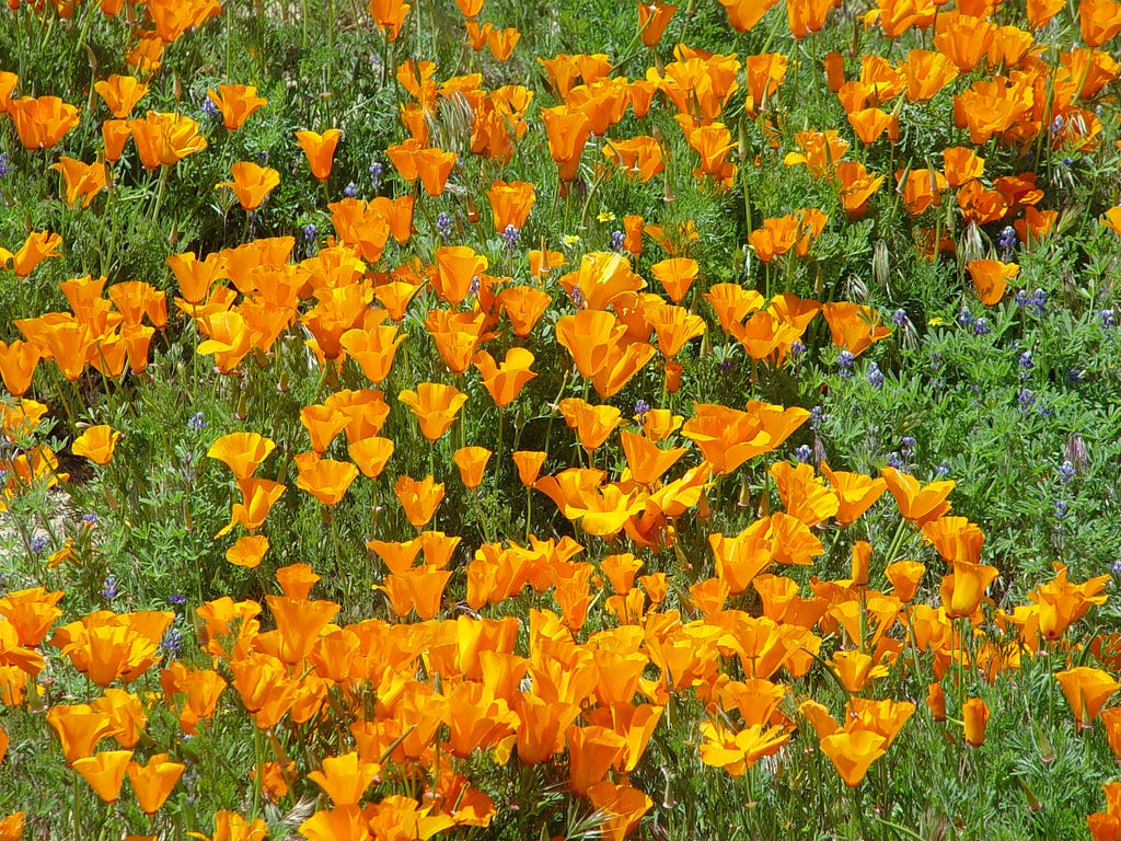 orange California poppies