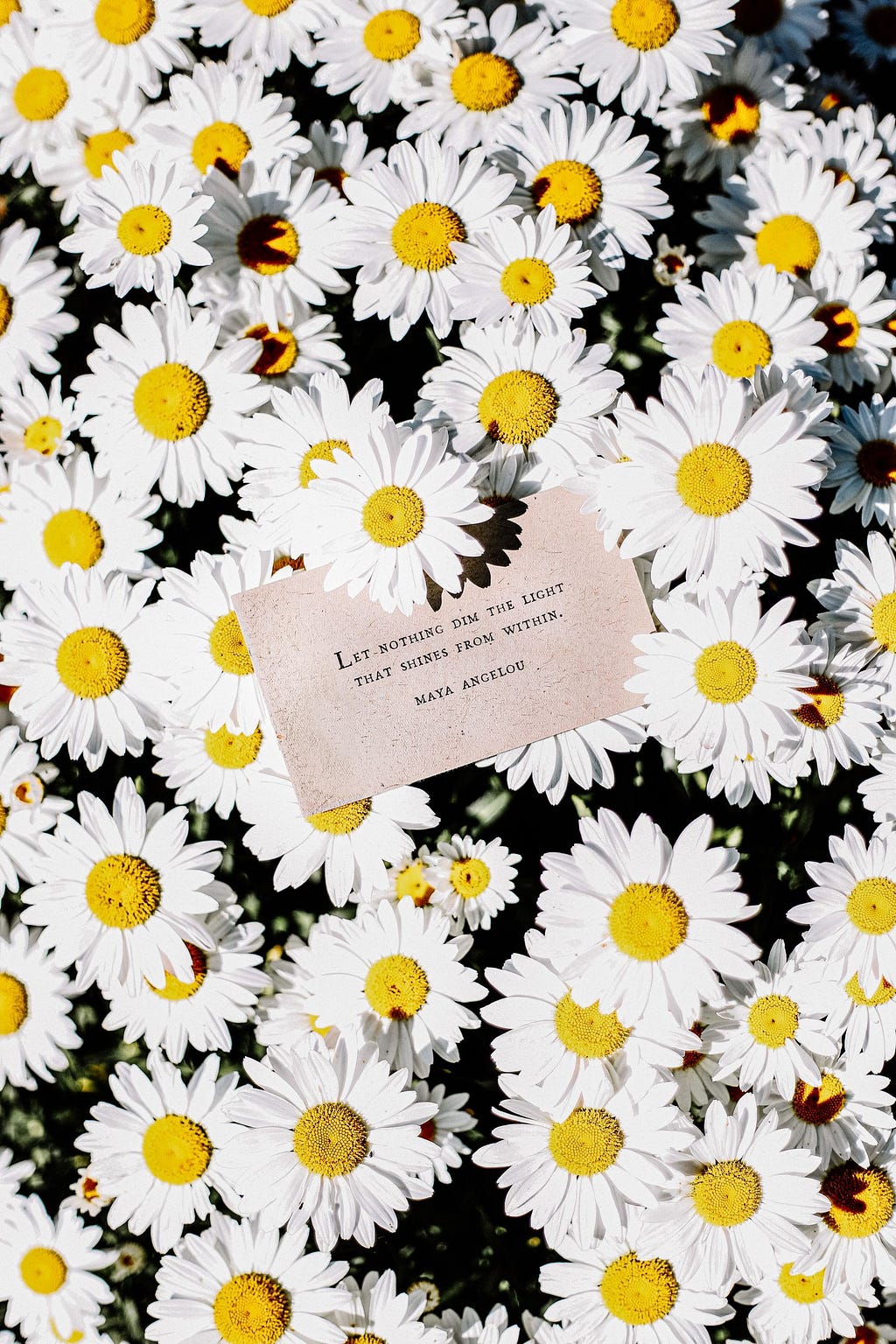 A field of daisies