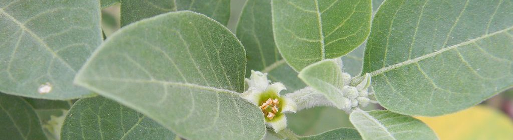 Close up of the Indian herb ashwagandha with the leaves and flowers.